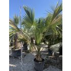 Sabal palmetto (40 cm es törzs)