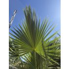 Sabal palmetto (40 cm es törzs)