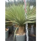 Yucca Rostrata (110-120 cm magas)