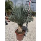 Yucca Rostrata (120-130 cm magas)
