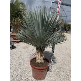 Yucca Rostrata (120-130 cm magas)