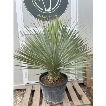 Yucca Rostrata (110-130 cm magas)