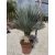 Yucca Rostrata (120-130 cm magas)