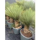 Yucca Rostrata (110-120 cm magas)