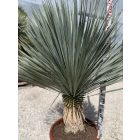Yucca Rostrata (120-130 cm magas)