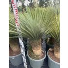 Yucca Rostrata (110-120 cm magas)