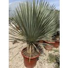 Yucca Rostrata (120-130 cm magas)