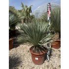 Yucca Rostrata (90-100 cm magas)