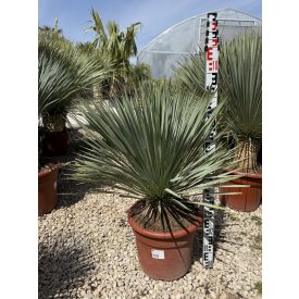 Yucca Rostrata (90-100 cm magas)