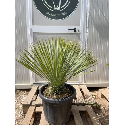 Yucca Rostrata (70 cm magas)