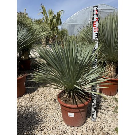 Yucca Rostrata (90-100 cm magas)