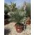 Yucca Rostrata (90-100 cm magas)