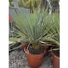 Yucca Rostrata (90-100 cm magas)