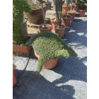 Teknős forma / Ligustrum Jonandrum (60 cm)
