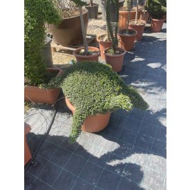 Teknős forma / Ligustrum Jonandrum (60 cm)