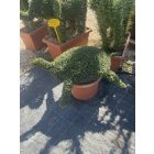Teknős forma / Ligustrum Jonandrum (60 cm)