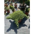 Teknős forma / Ligustrum Jonandrum (60 cm)