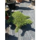 Teknős forma / Ligustrum Jonandrum (60 cm)