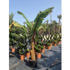 Musa Maurelii Red banán (250 cm magas)