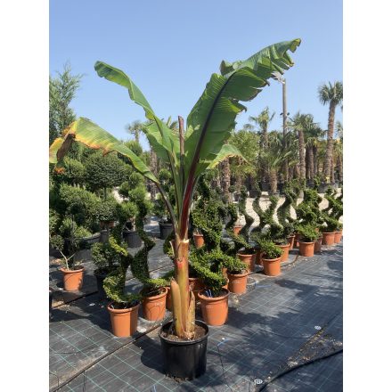 Musa Maurelii Red banán (250 cm magas)