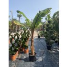 Musa Maurelii Red banán (250 cm magas)