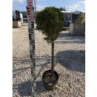 Leylandi Ciprus 1 Gömbös arany (100 cm)