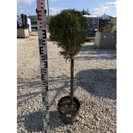 Leylandi Ciprus 1 Gömbös arany (100 cm)