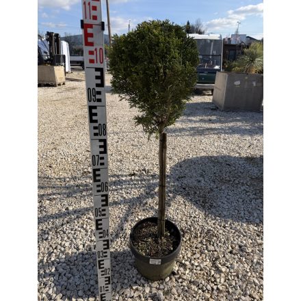 Leylandi Ciprus 1 Gömbös arany (100 cm)