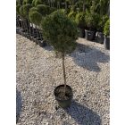 Leylandi Ciprus 1 Gömbös arany (100 cm)