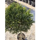 Leylandi Ciprus 1 Gömbös arany (100 cm)