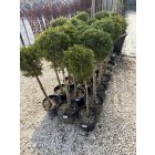 Leylandi Ciprus 1 Gömbös arany (100 cm)