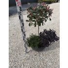 Korallberkenye "Pink Marble" Kompozíció