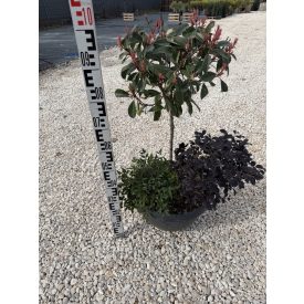 Korallberkenye "Pink Marble" Kompozíció