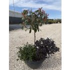 Korallberkenye "Pink Marble" Kompozíció