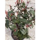 Korallberkenye "Pink Marble" Kompozíció