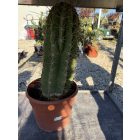 Cactus Echinopsis pasacana (60-70 cm magas)