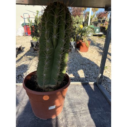 Cactus Echinopsis pasacana (60-70 cm magas)