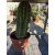 Cactus Echinopsis pasacana (60-70 cm magas)