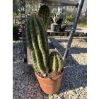 Cactus Echinopsis pasacana (60-70 cm magas)